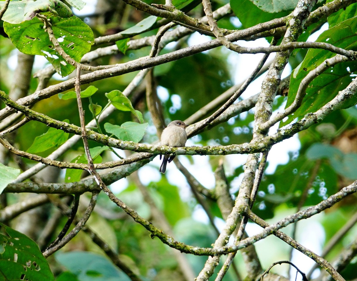 African Dusky Flycatcher - ML639621051