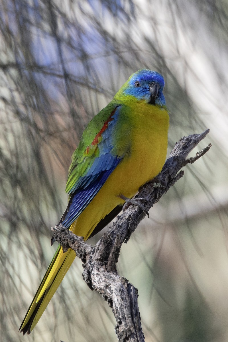 Turquoise Parrot - ML639621054