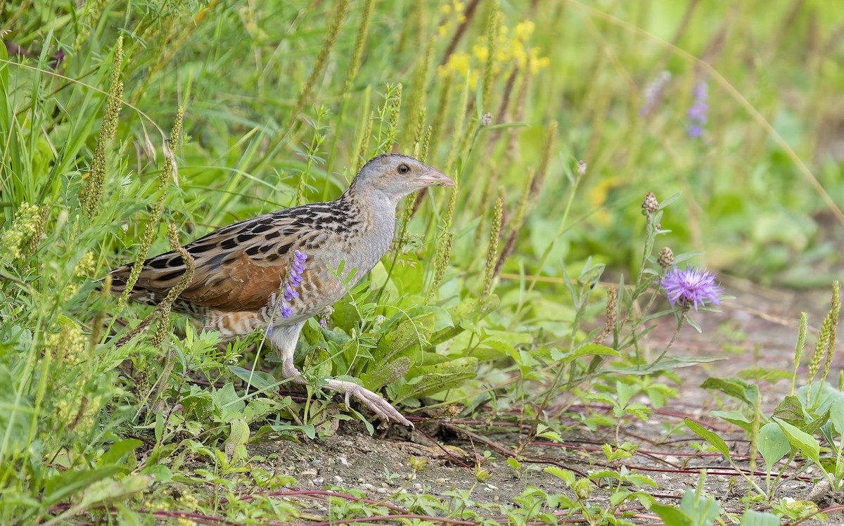 Corn Crake - ML639621079