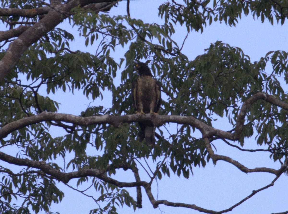 Falco pecchiaiolo orientale - ML639621083