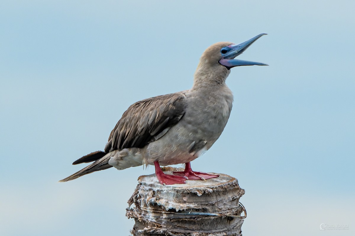 Red-footed Booby (Indopacific) - ML639621109