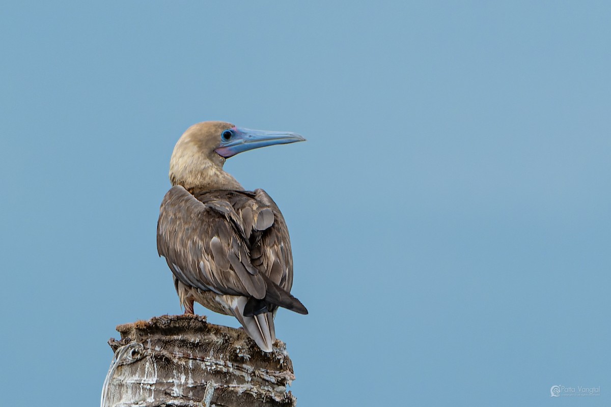 Red-footed Booby (Indopacific) - ML639621110