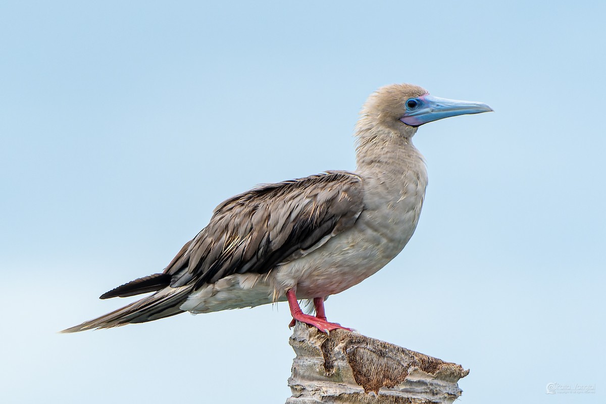 Red-footed Booby (Indopacific) - ML639621111