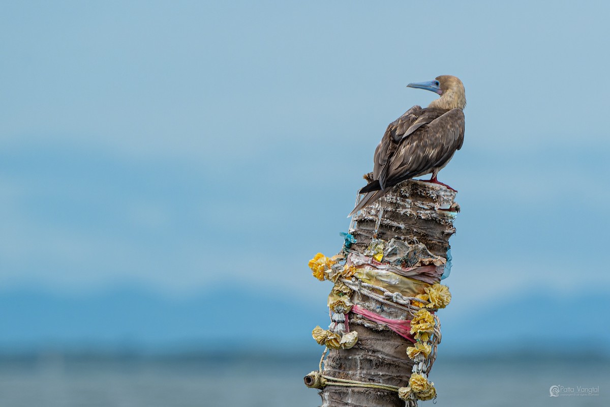Red-footed Booby (Indopacific) - ML639621112