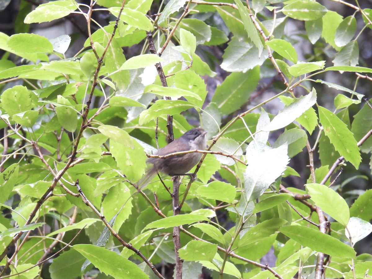 Pipipi - ML639621167