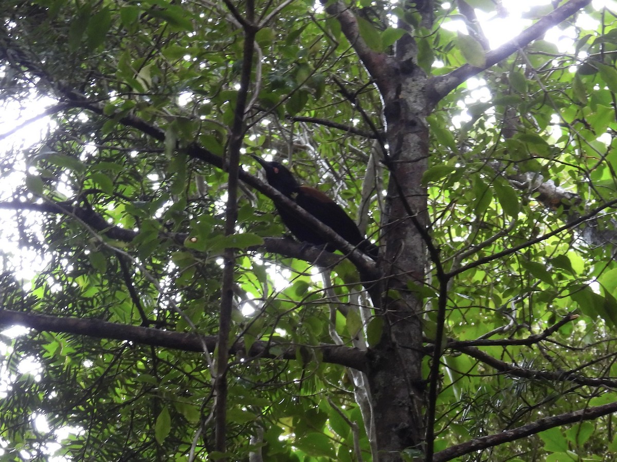 South Island Saddleback - ML639621186