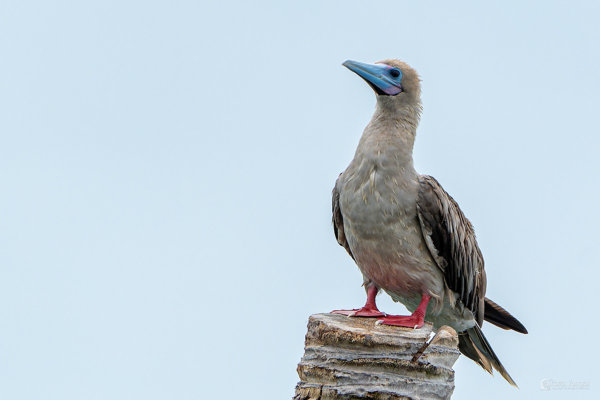Red-footed Booby (Indopacific) - ML639621195