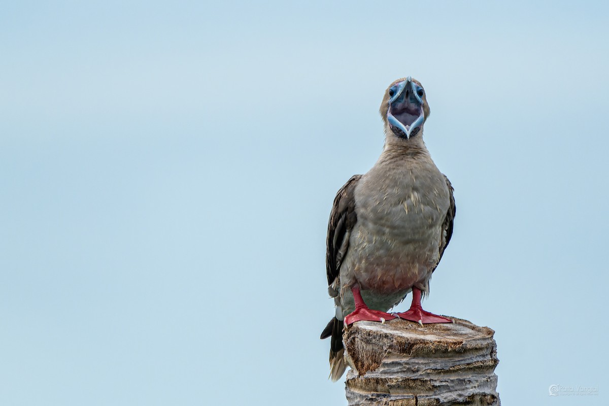 Red-footed Booby (Indopacific) - ML639621196