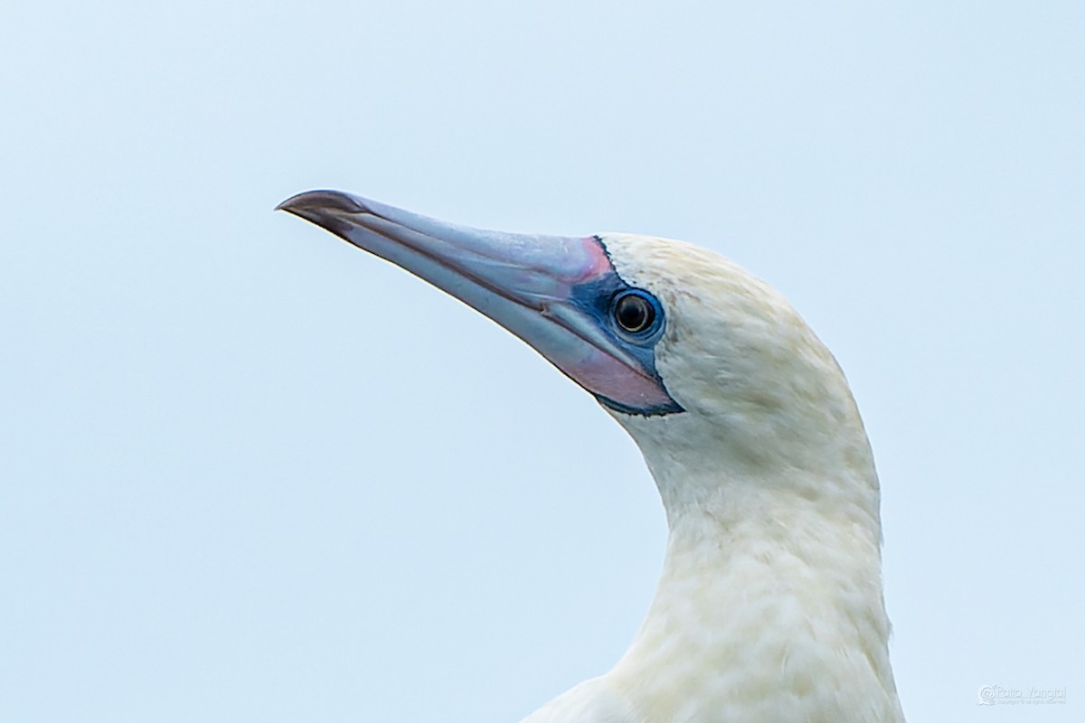 Red-footed Booby (Indopacific) - ML639621198