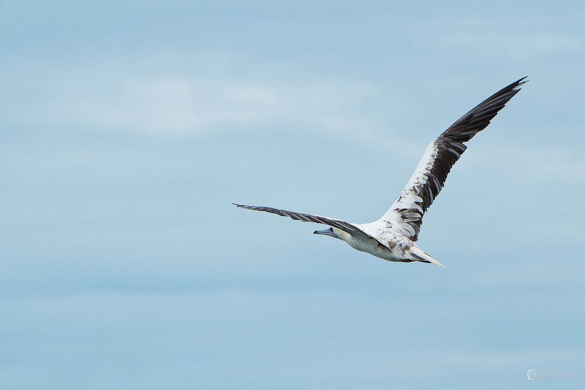 Red-footed Booby (Indopacific) - ML639621199