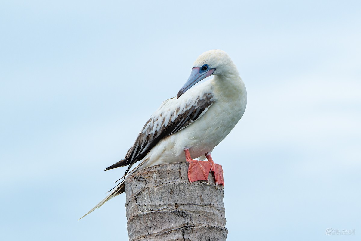 Red-footed Booby (Indopacific) - ML639621200