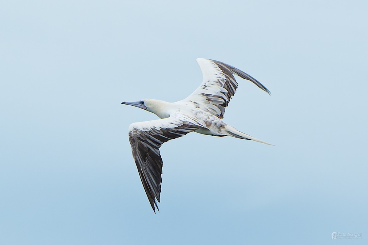 Red-footed Booby (Indopacific) - ML639621202