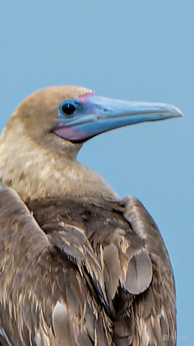 Red-footed Booby (Indopacific) - ML639621250