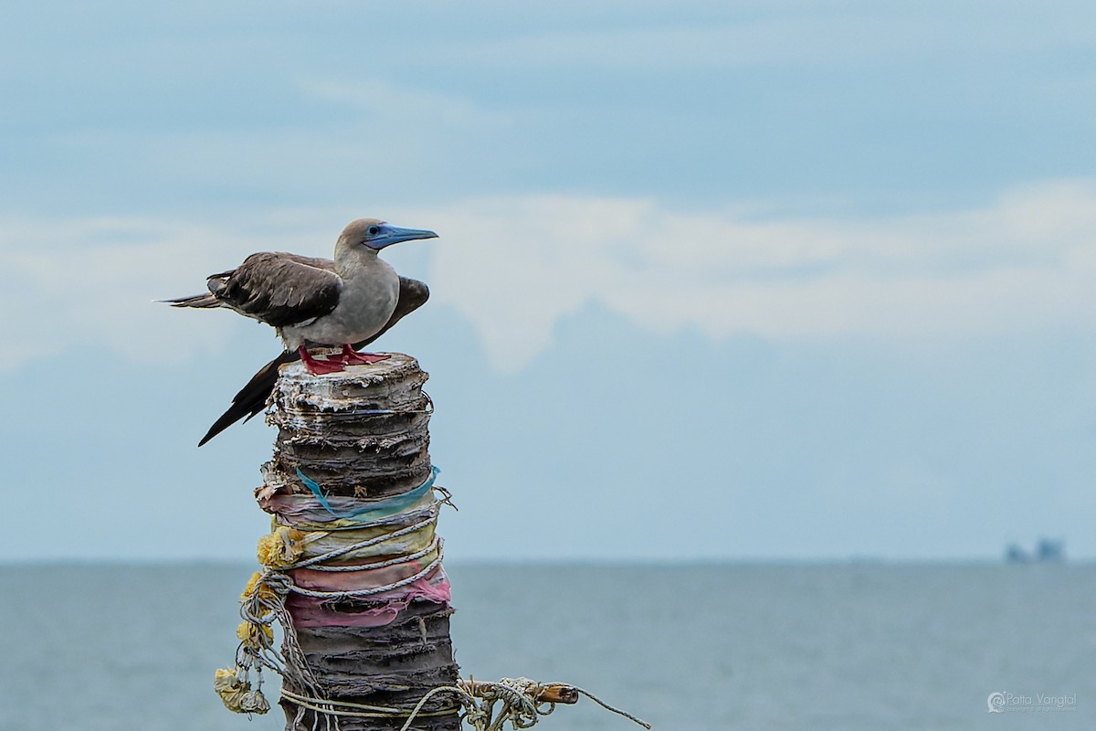 Red-footed Booby (Indopacific) - ML639621254