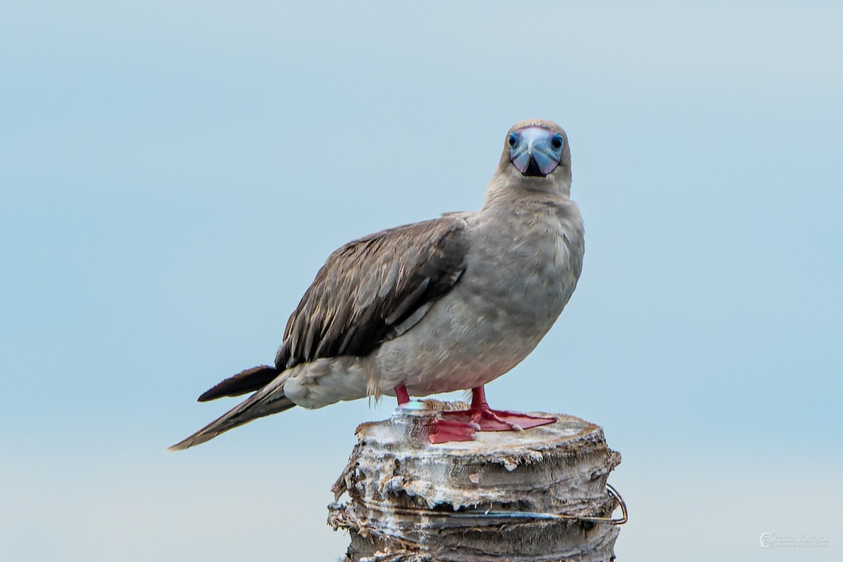 Red-footed Booby (Indopacific) - ML639621258