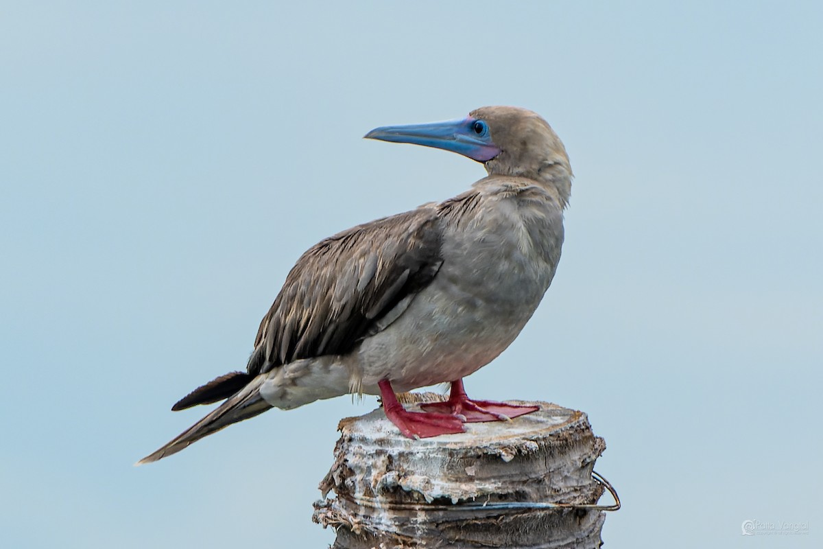 Red-footed Booby (Indopacific) - ML639621259