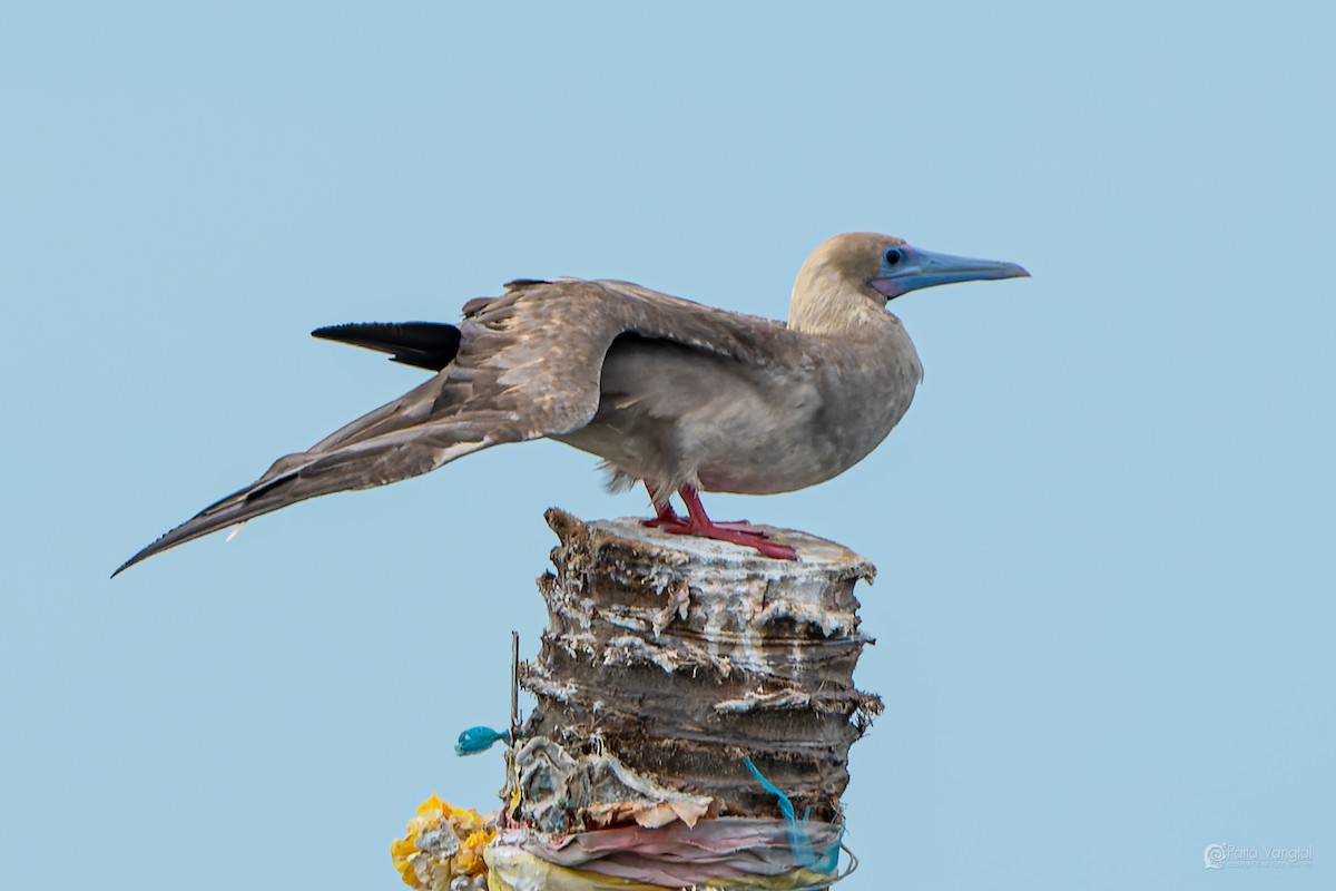 Red-footed Booby (Indopacific) - ML639621264