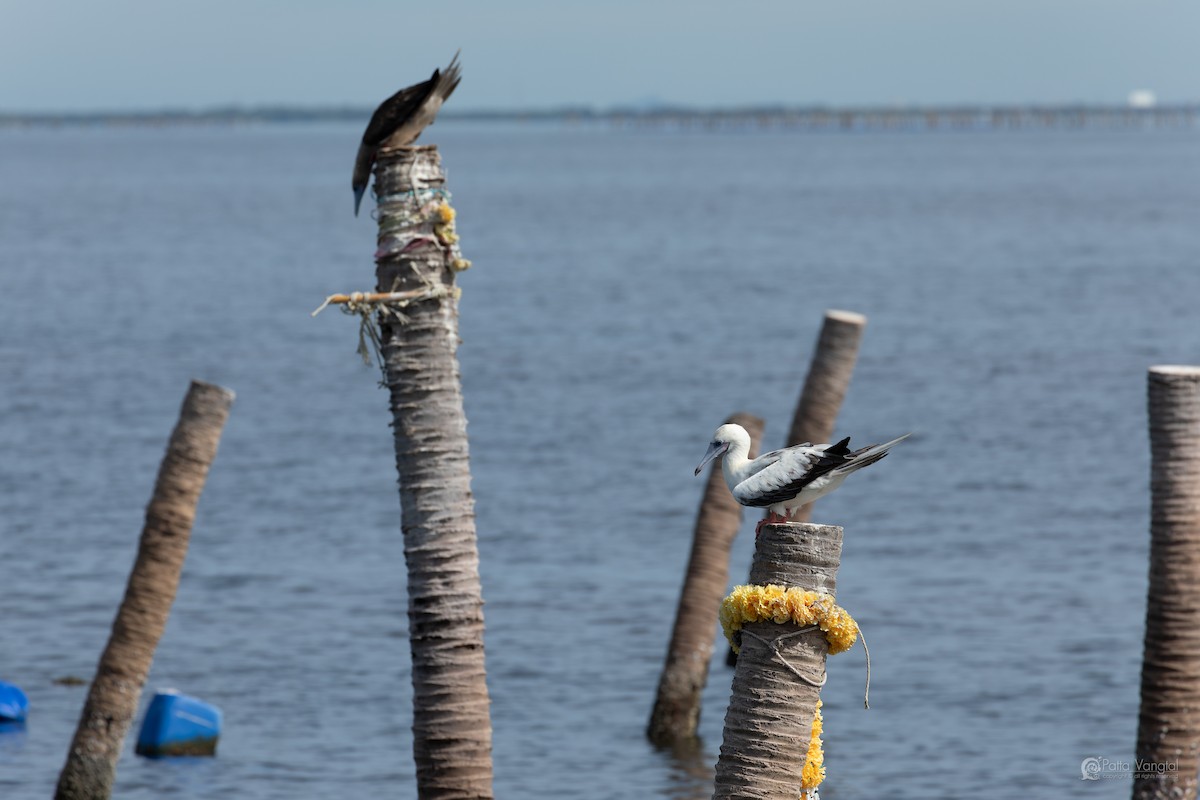 Red-footed Booby (Indopacific) - ML639621353