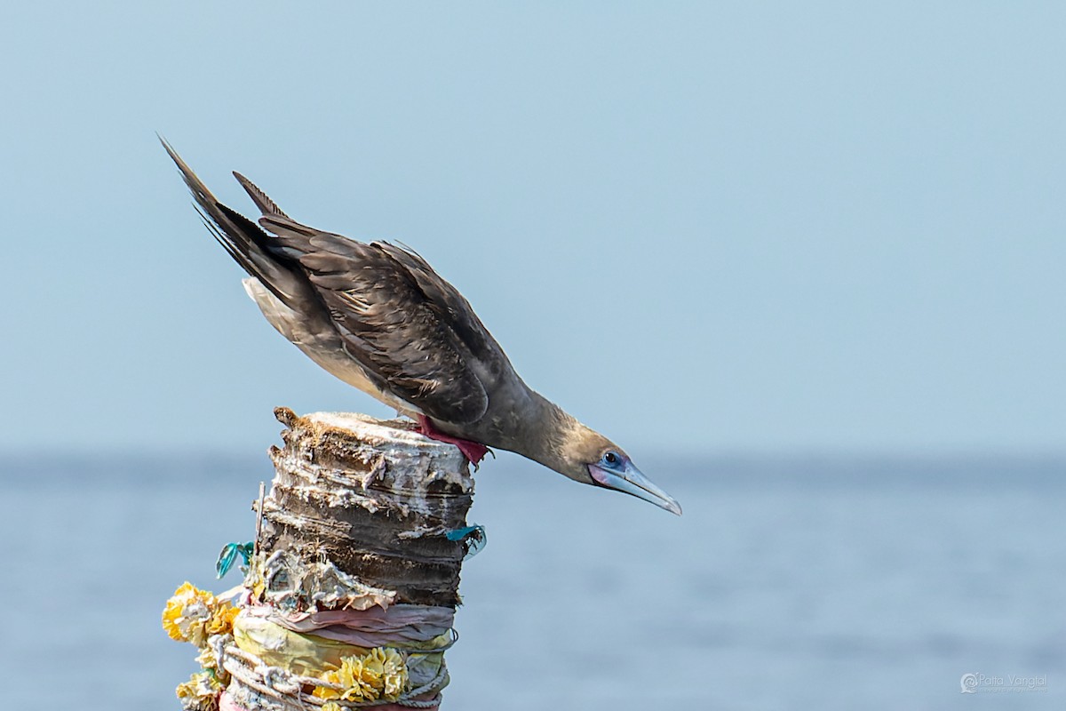 Red-footed Booby (Indopacific) - ML639621356