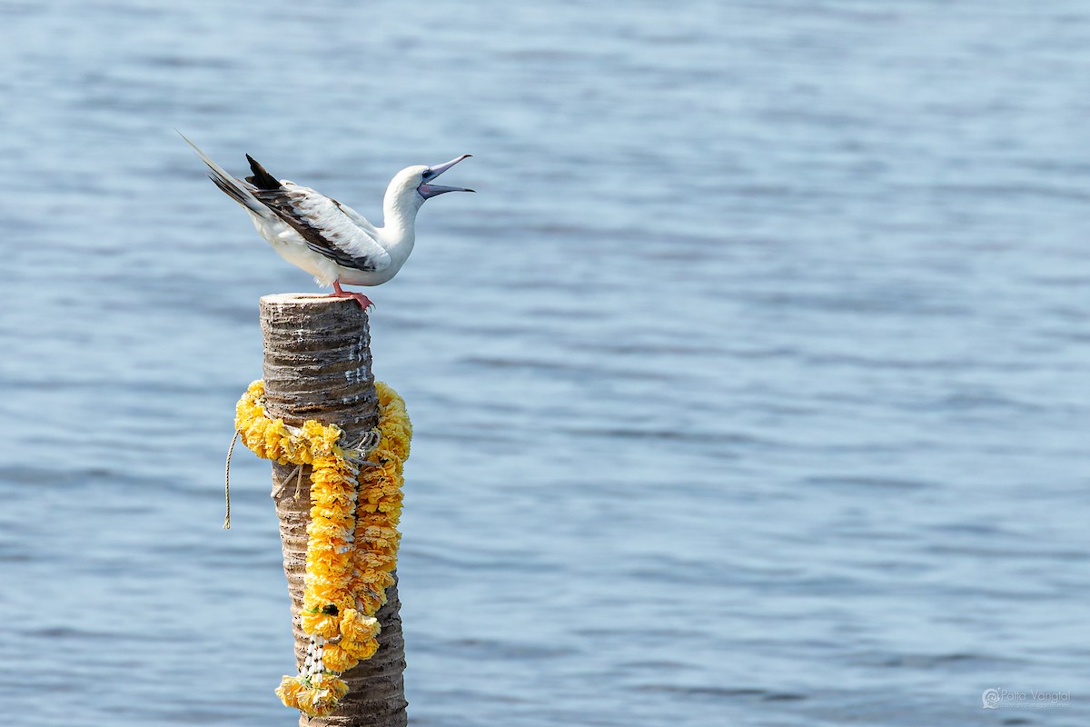 Red-footed Booby (Indopacific) - ML639621360
