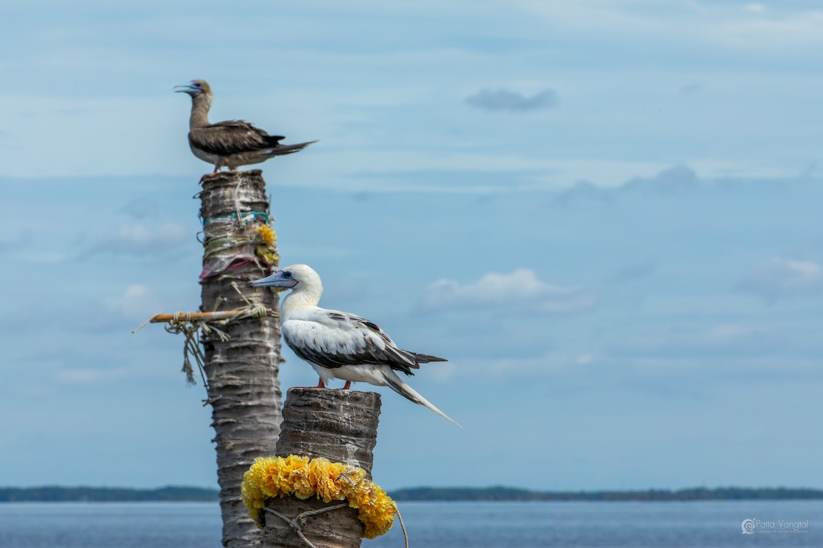 Red-footed Booby (Indopacific) - ML639621410