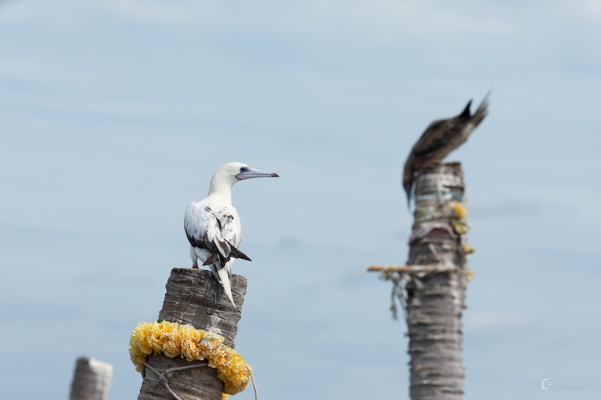 Red-footed Booby (Indopacific) - ML639621423