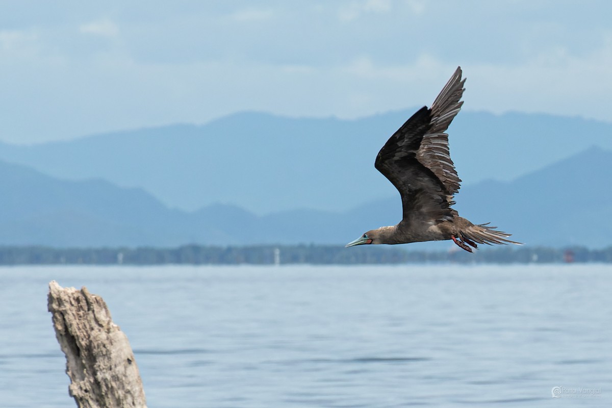 Red-footed Booby (Indopacific) - ML639621445