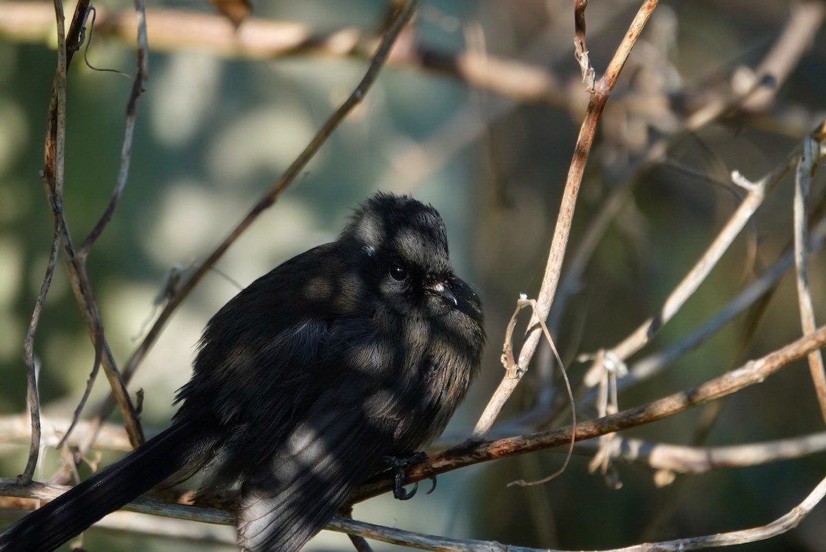 Rhipidure à collier - ML639621448