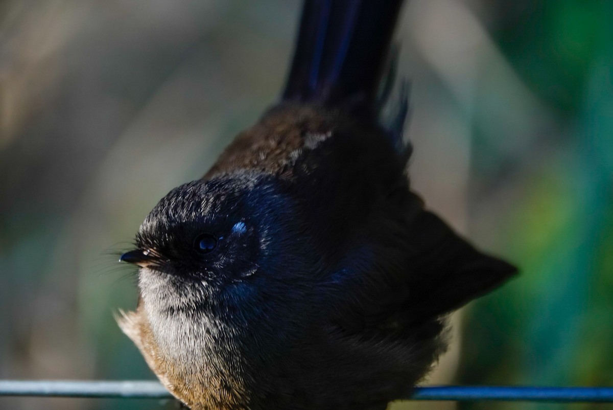 Rhipidure à collier - ML639621450
