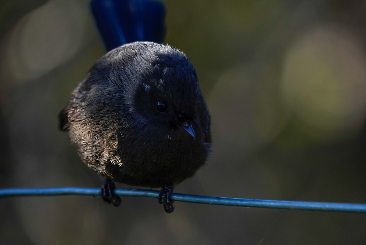 Rhipidure à collier - ML639621451