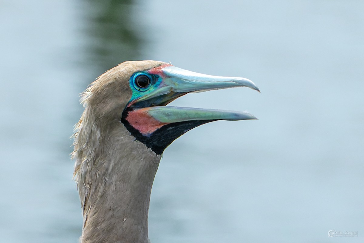 Red-footed Booby (Indopacific) - ML639621457