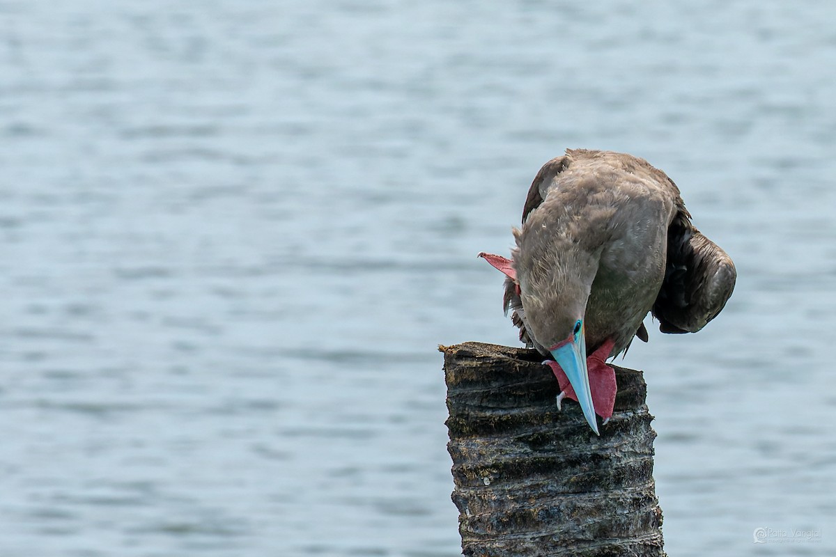 Red-footed Booby (Indopacific) - ML639621462