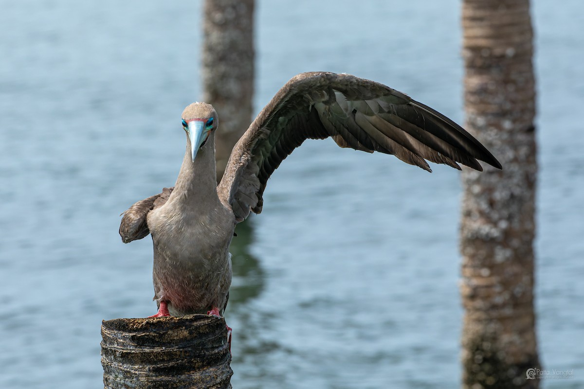 Red-footed Booby (Indopacific) - ML639621476