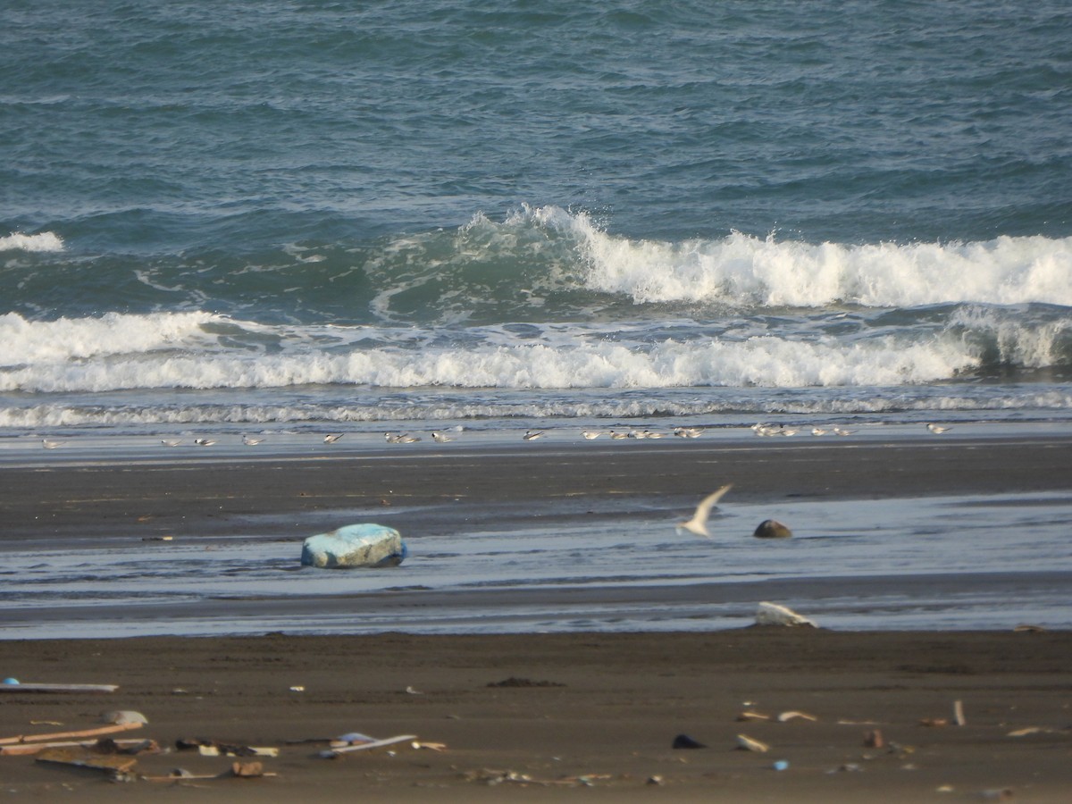 Little Tern - ML639621484