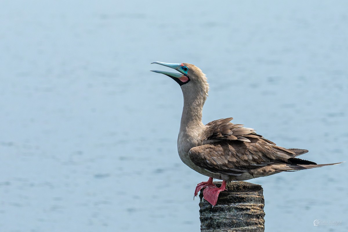 Red-footed Booby (Indopacific) - ML639621486