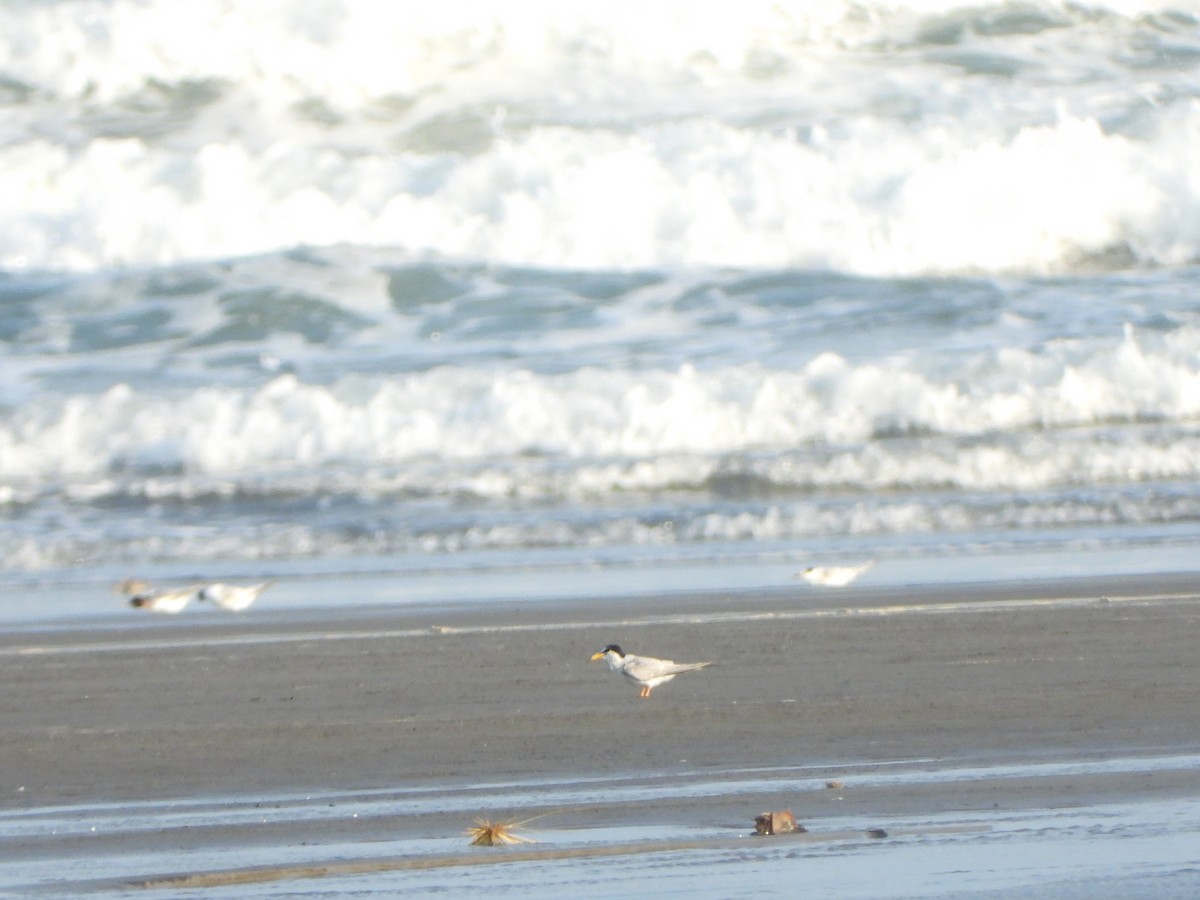 Little Tern - ML639621487