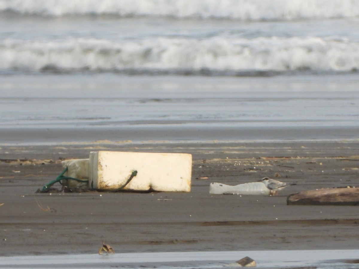 Little Tern - ML639621488