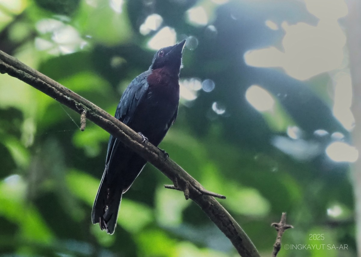 Maroon-breasted Philentoma - ML639621515