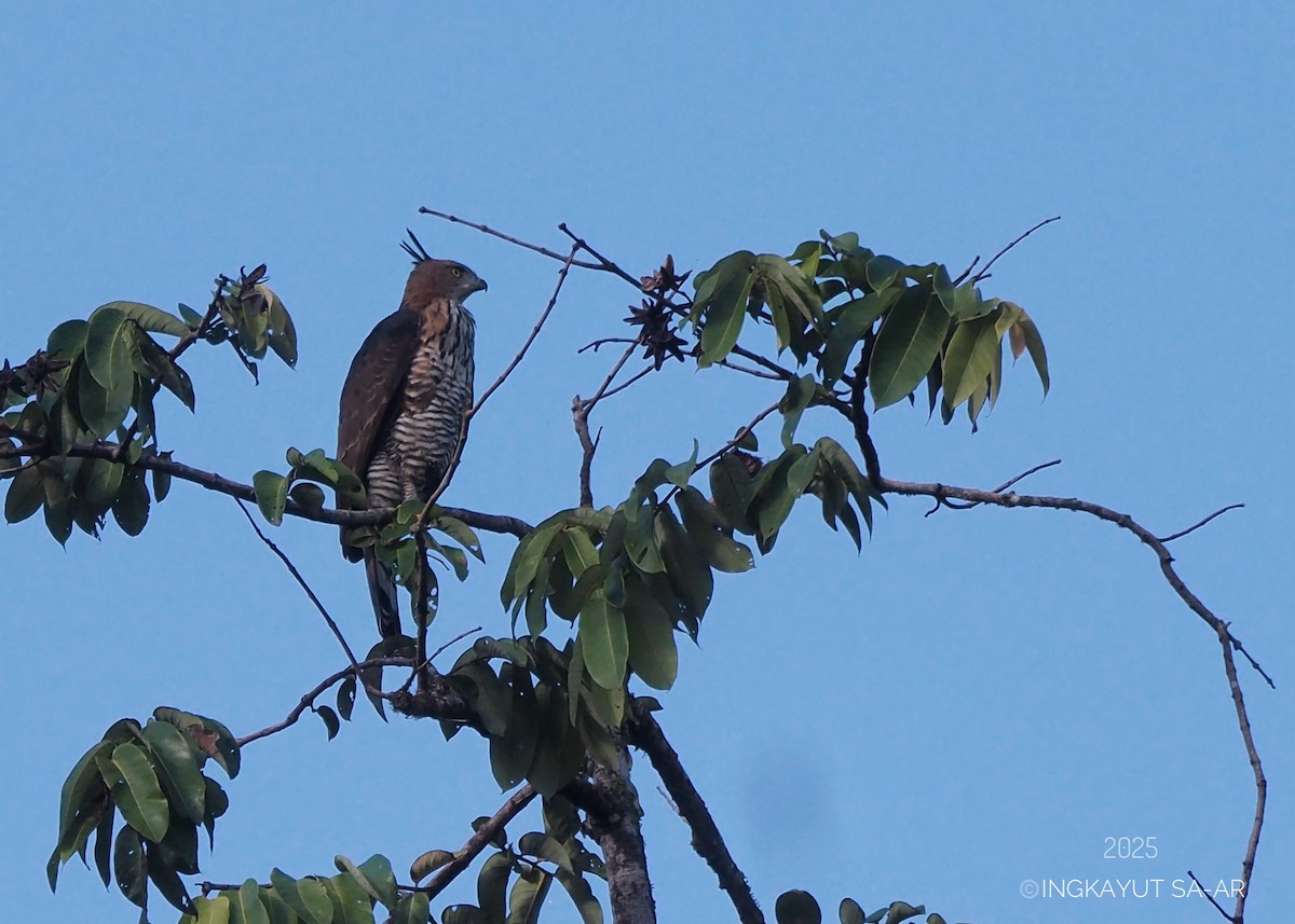 Wallace's Hawk-Eagle - ML639621537