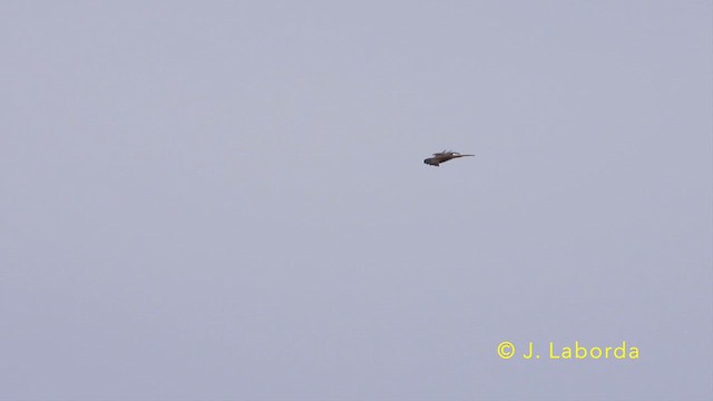 Red Kite - ML639621542