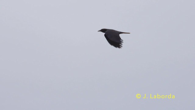 Carrion Crow - ML639621545