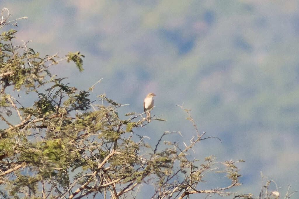 Marico Flycatcher - ML639621548