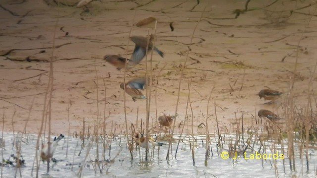 Eurasian Linnet - ML639621550