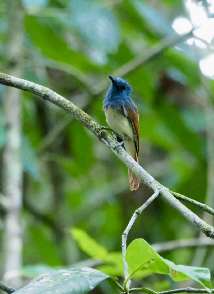 Rufous-winged Philentoma - ML639621564