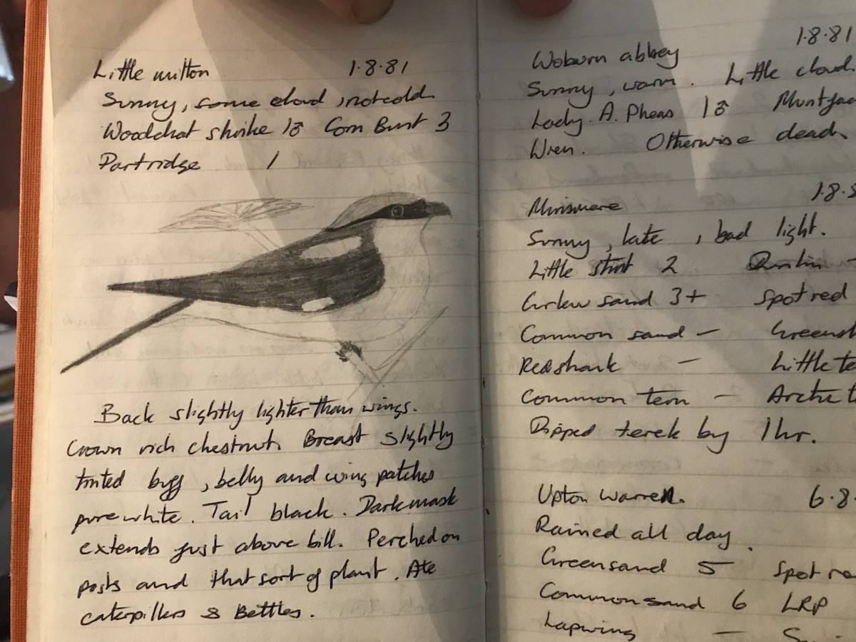 Averla capirossa - ML639621585