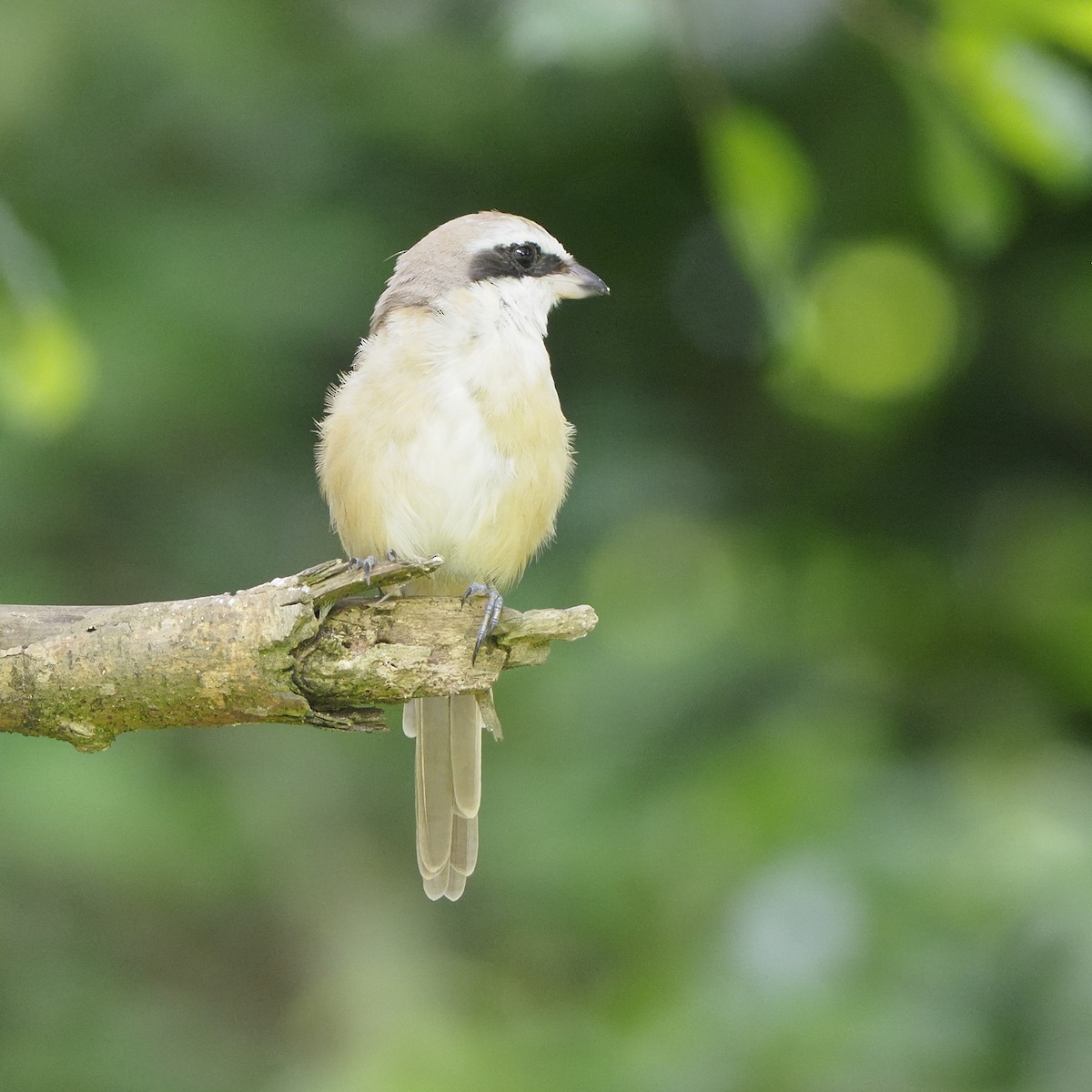 Brown Shrike - ML639621678