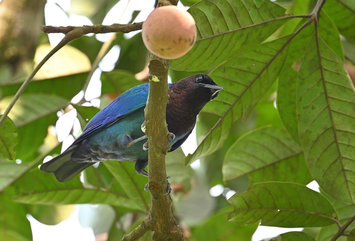 Purple-headed Starling - ML639621760