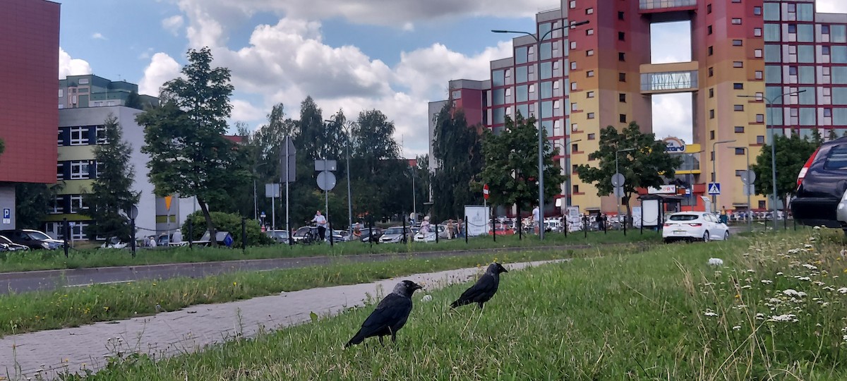 Eurasian Jackdaw - ML639621919