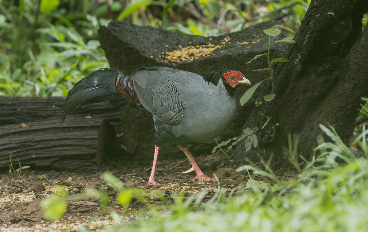 Siamese Fireback - ML639621968