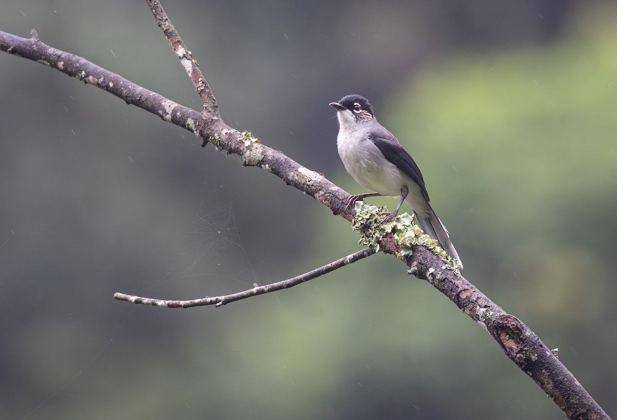 Black-headed Sibia (Lang Bian) - ML639622030
